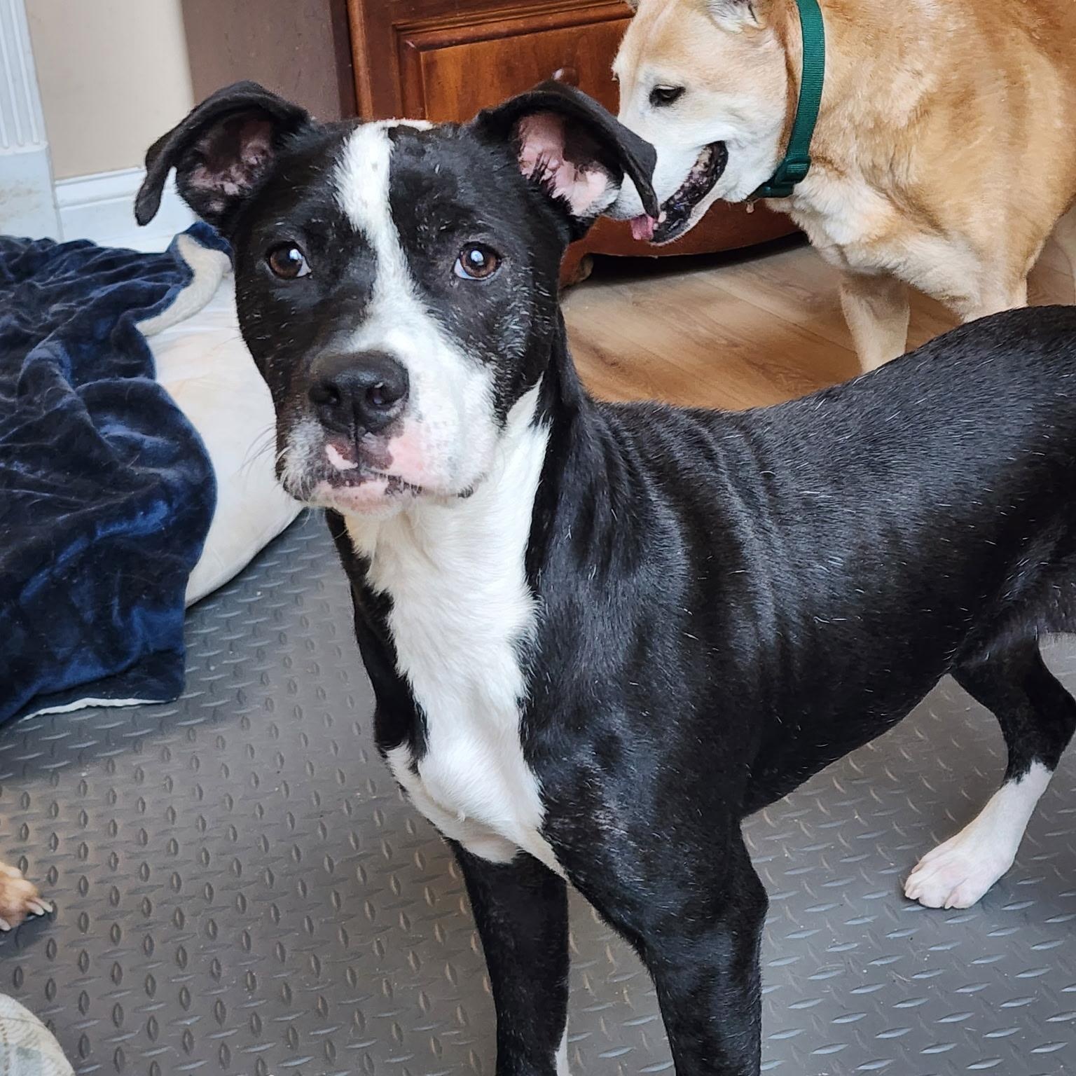 Phoebe, a ADOPTABLE mixed breed in Brentwood, TN image 2/5