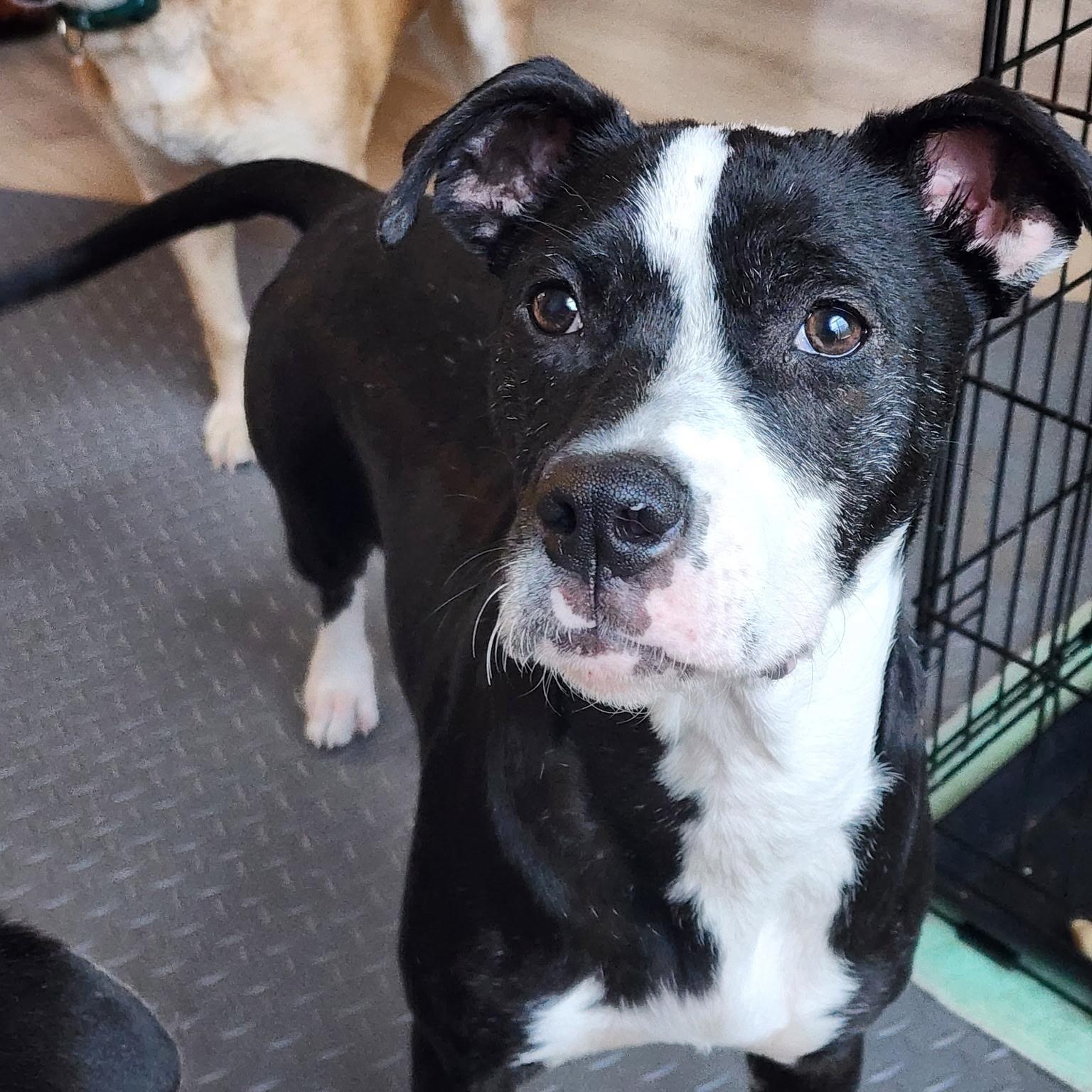 Phoebe, ADOPTABLE, Young Female Australian Cattle Dog / Blue Heeler & Terrier.