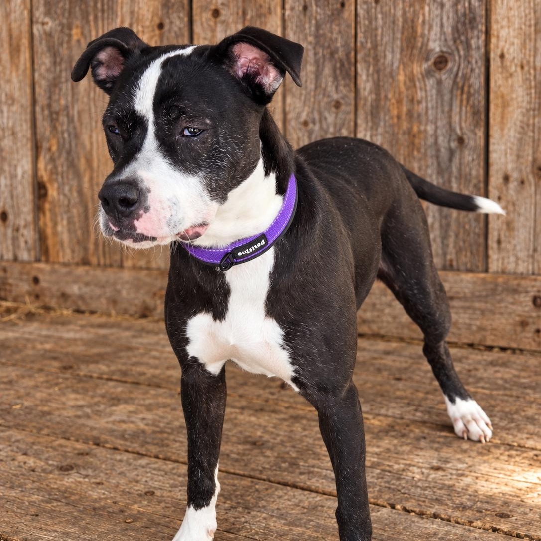 Enlarge Phoebe, a Adoptable mixed breed in Brentwood, TN image 1/3