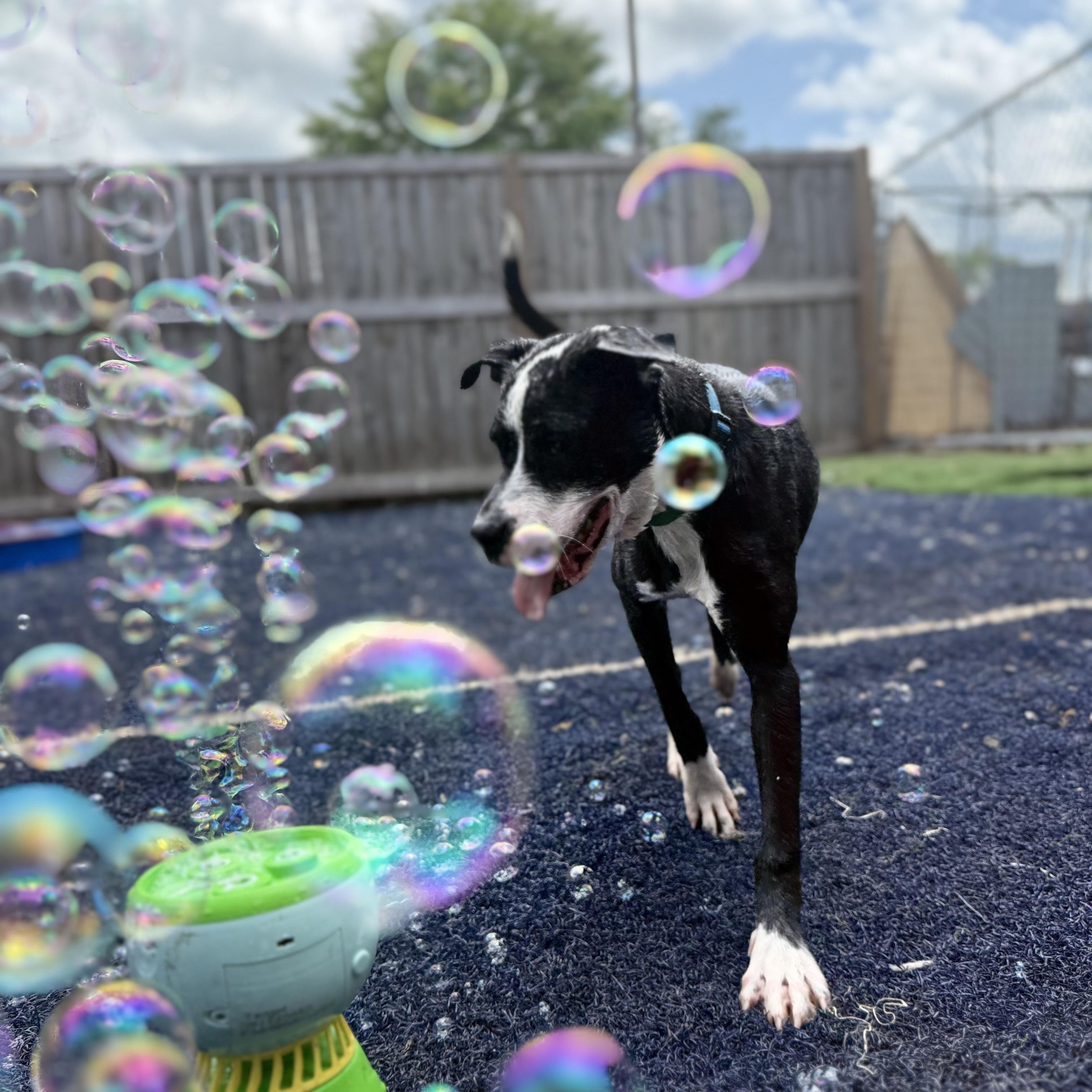 Phoebe, a ADOPTABLE mixed breed in Brentwood, TN image 2/5