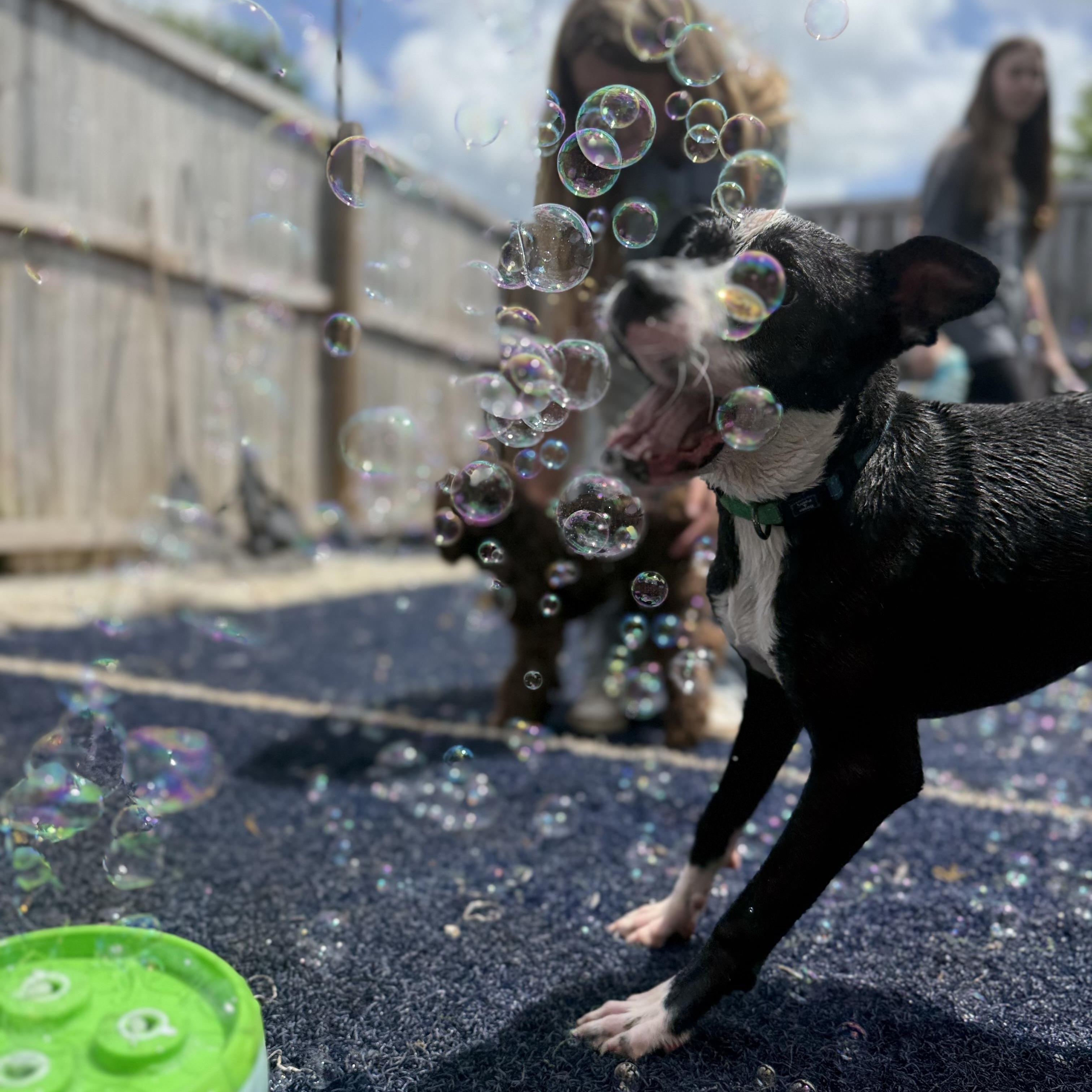 Phoebe, a ADOPTABLE mixed breed in Brentwood, TN image 3/5