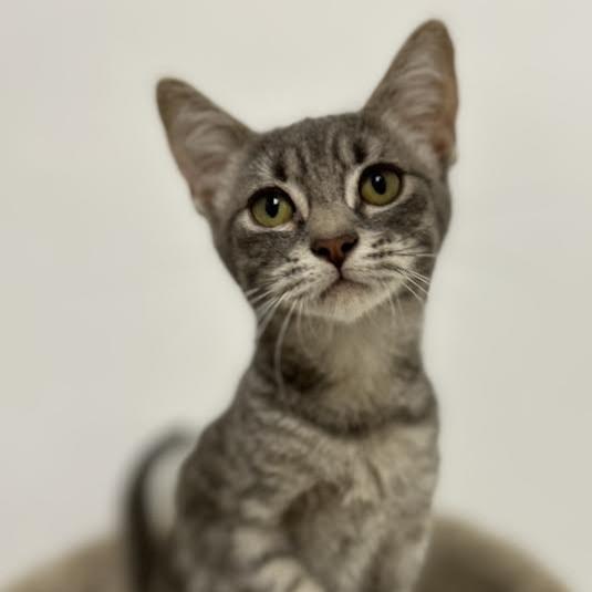 Blossom, ADOPTABLE, Kitten Female Domestic Short Hair.