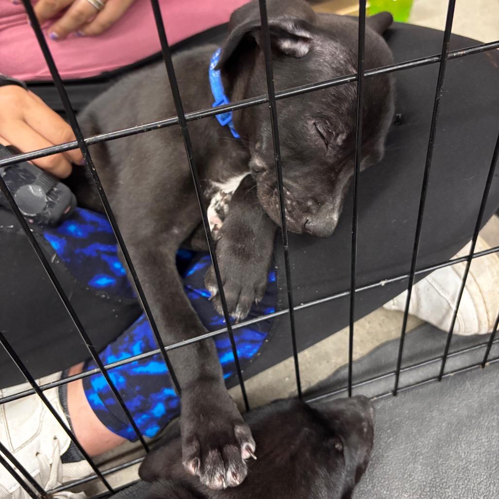 Larson, Adoptable, Puppy Male Border Collie & Mixed Breed.