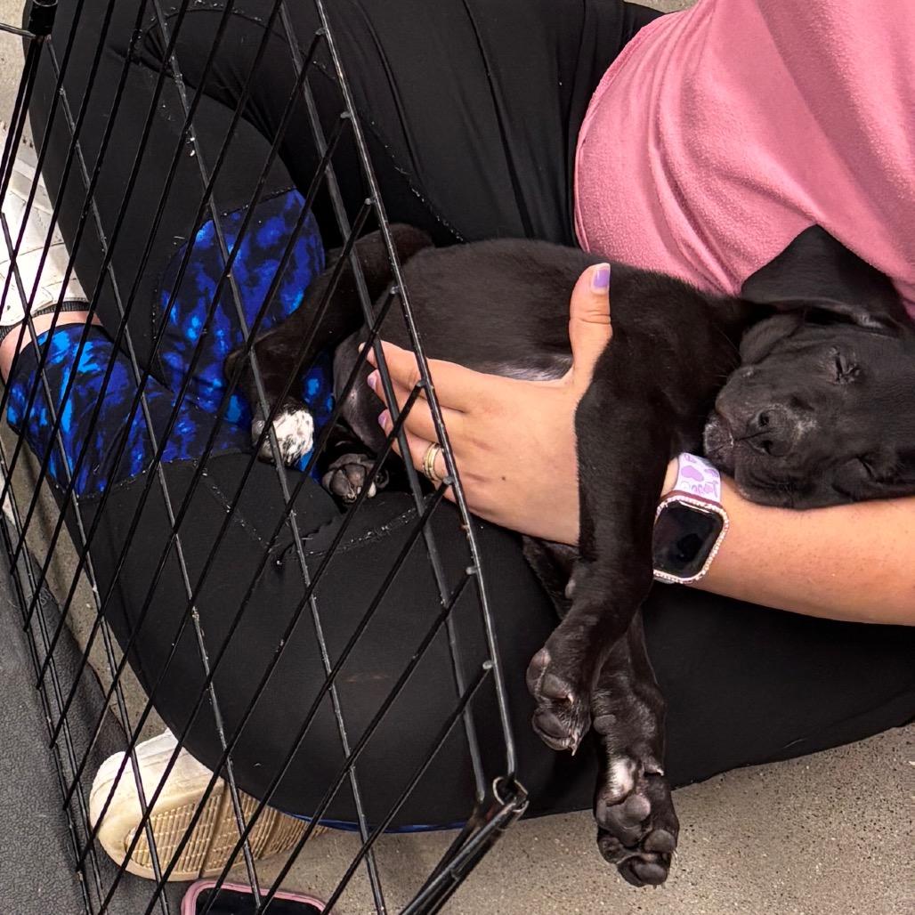 Enlarge Larson, a Adoptable mixed breed in Brainerd, MN image 2/3