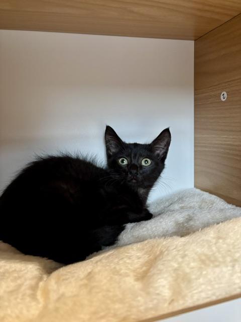 Bruce Wayne, a ADOPTABLE Domestic Short Hair in Cleveland, OH image 2/2