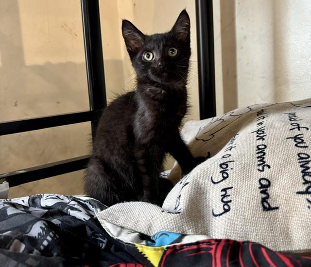 Bruce Wayne, ADOPTABLE, Kitten Male Domestic Short Hair.