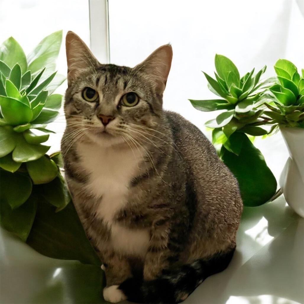 DEWEY, an adoptable American Shorthair in Graham, WA, 98338 | Photo Image 1