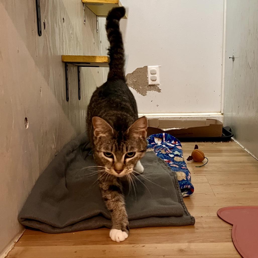 DEWEY, an adoptable American Shorthair in Graham, WA, 98338 | Photo Image 2