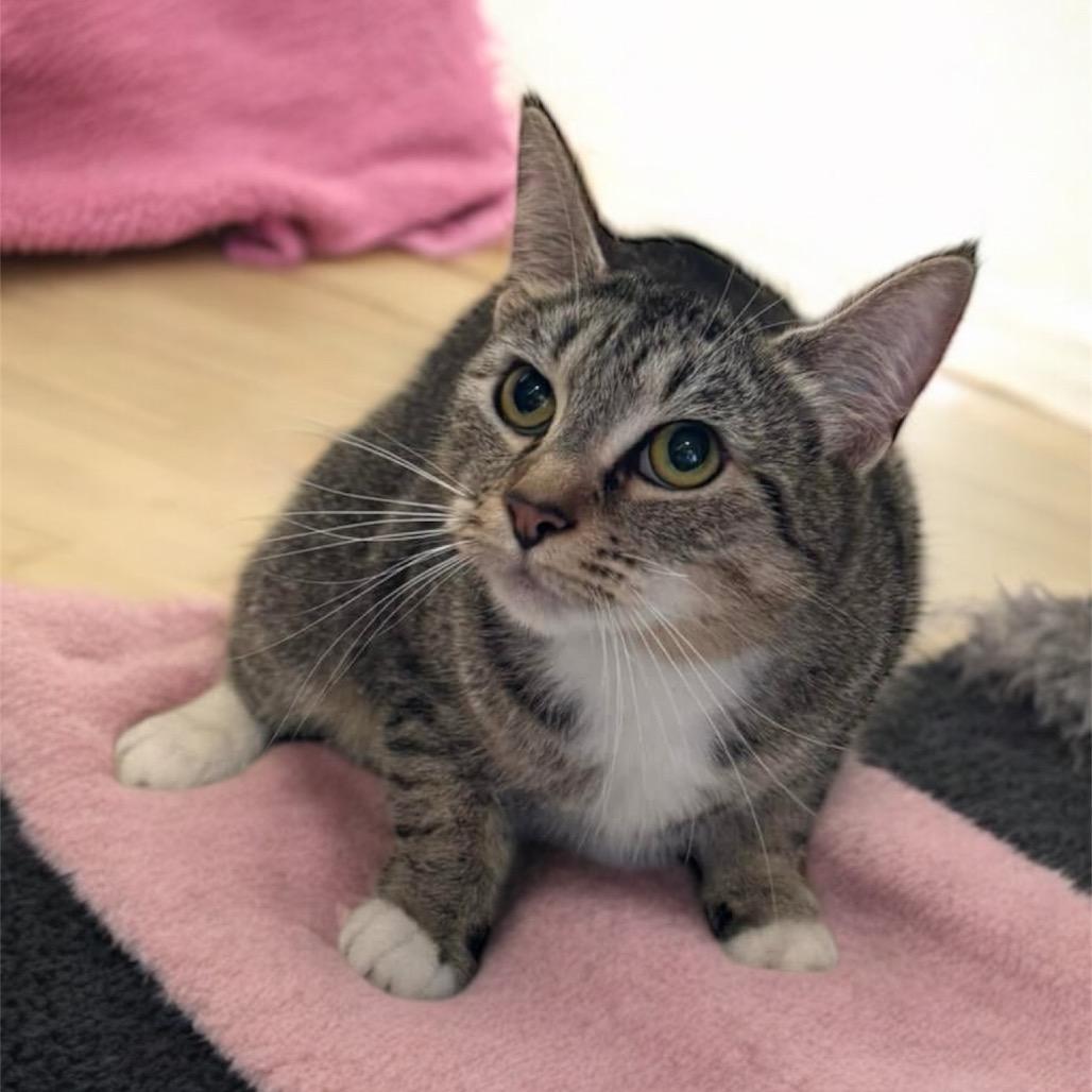 DEWEY, an adoptable American Shorthair in Graham, WA, 98338 | Photo Image 3