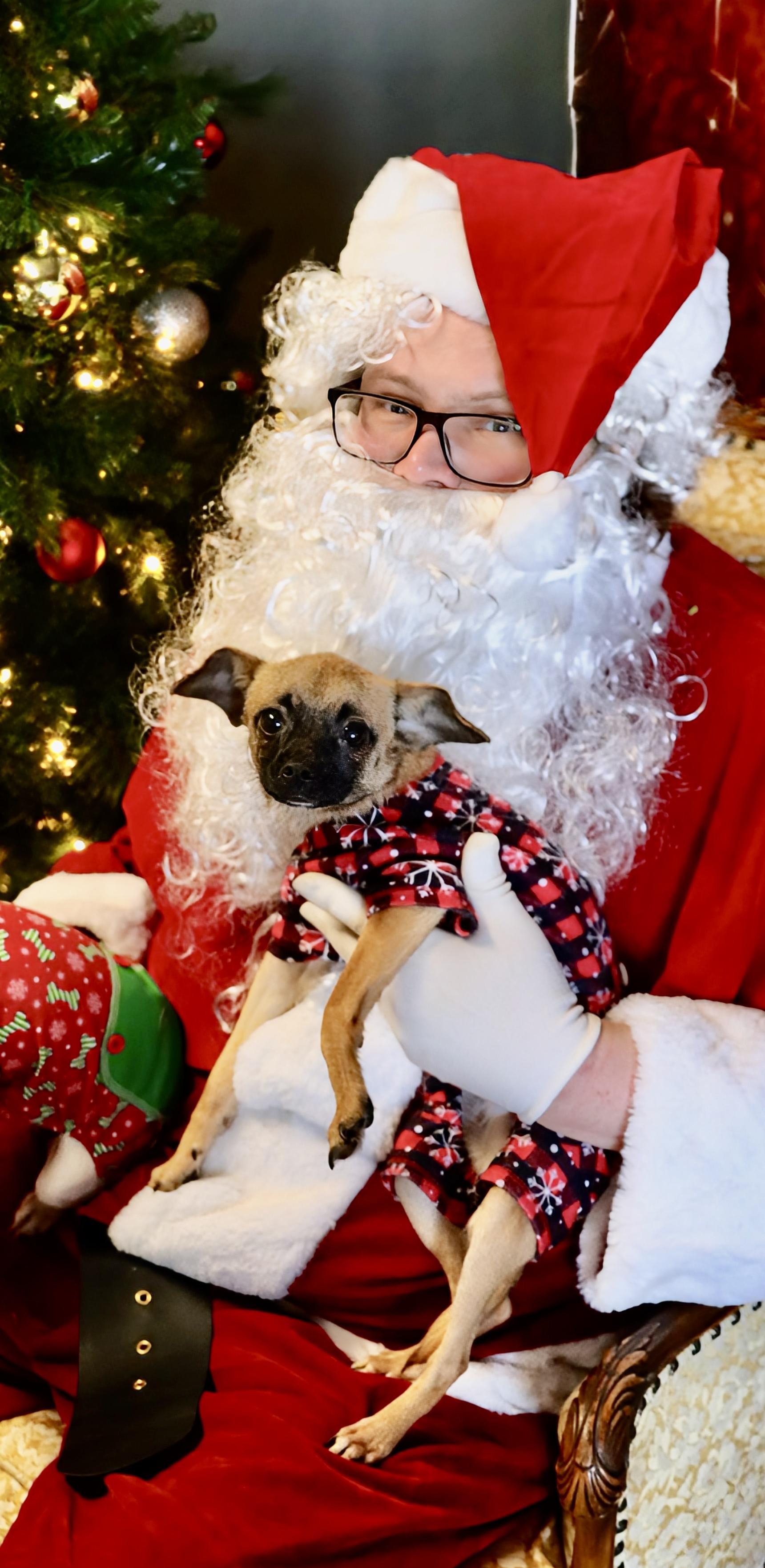 Billy Bob, a Adoptable mixed breed in Roseburg, OR image 2/4