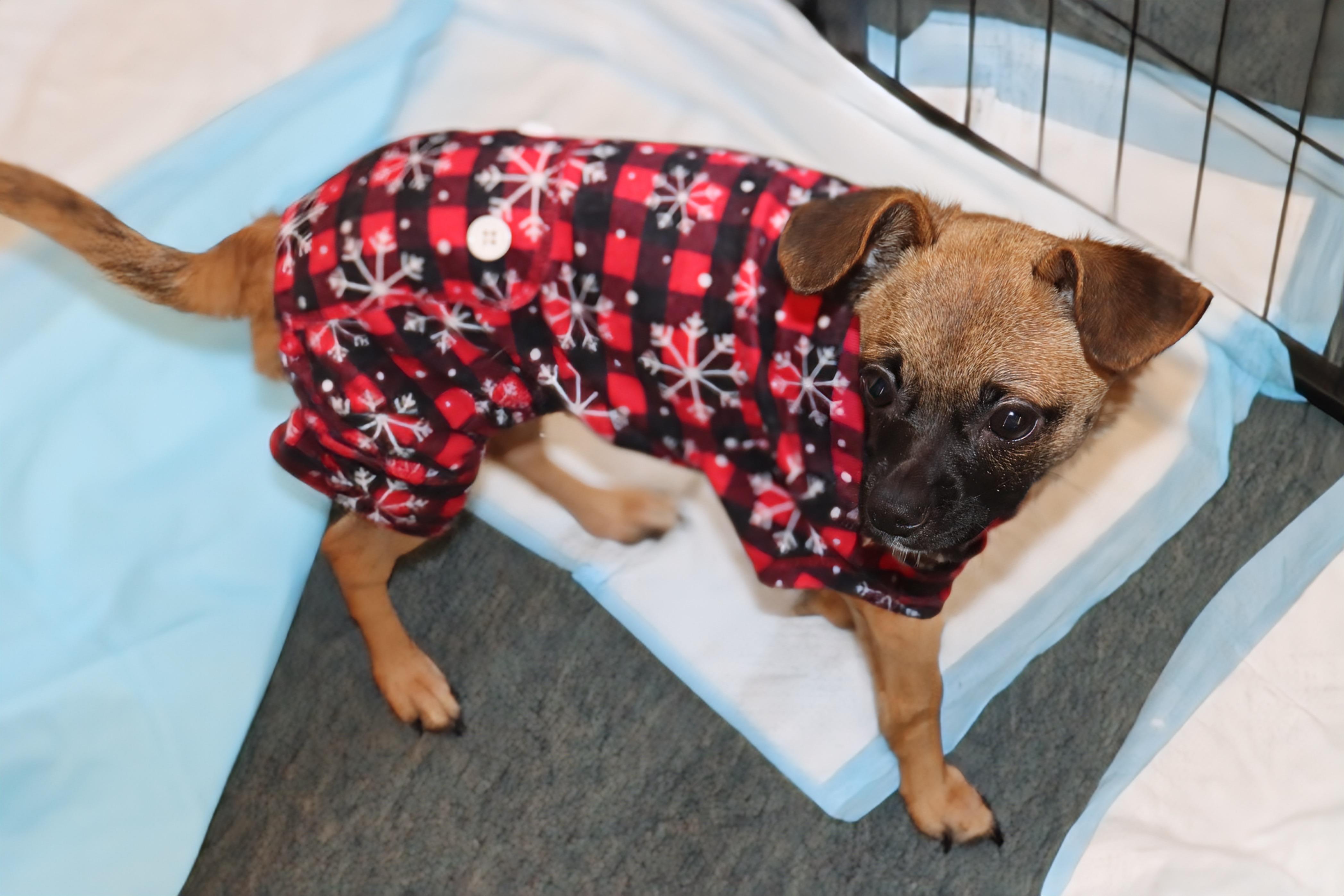 Billy Bob, Adoptable, Young Male Chihuahua.