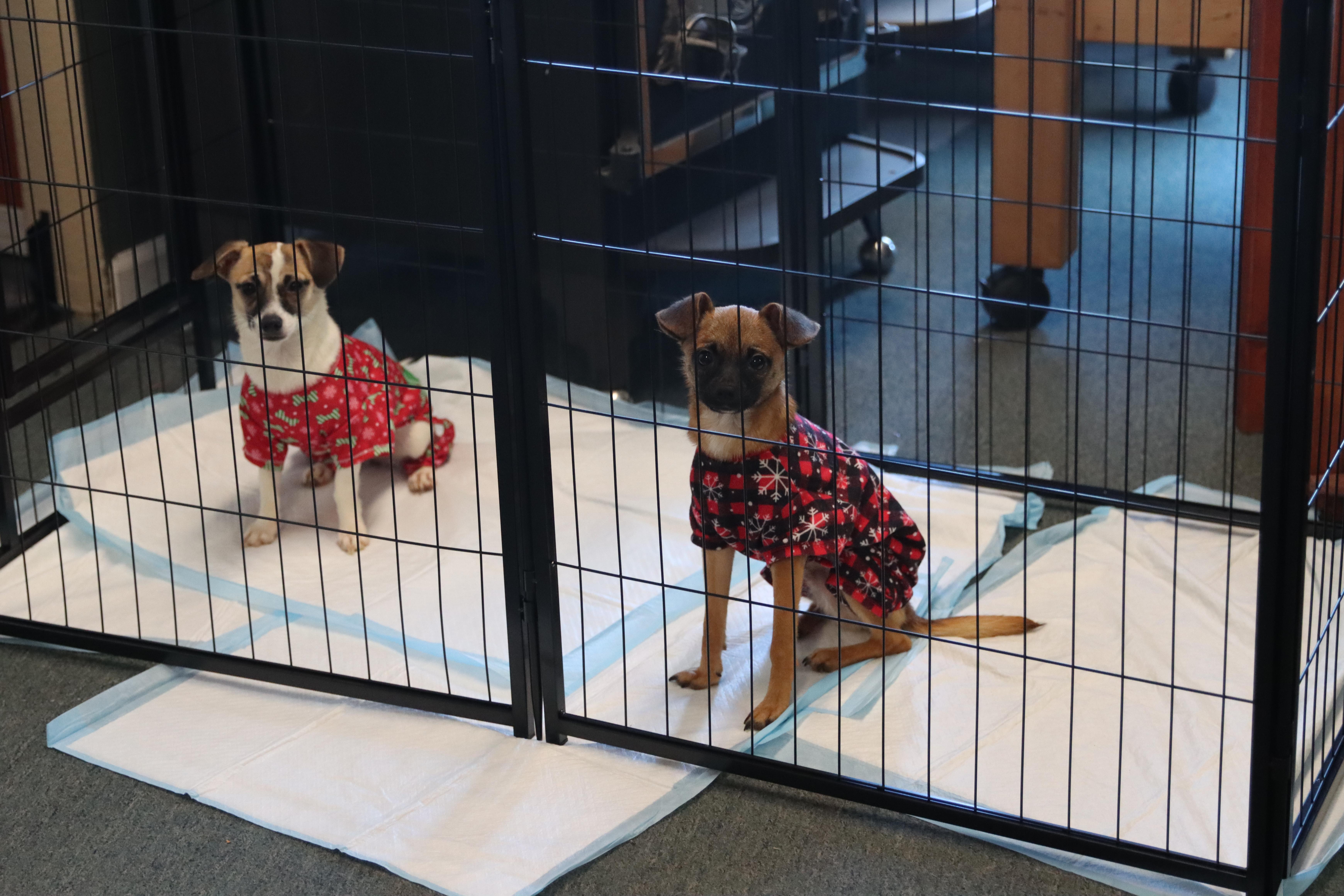 Billy Bob, a Adoptable mixed breed in Roseburg, OR image 4/4