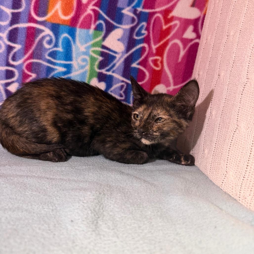 Enlarge Melon, a Adoptable Domestic Short Hair in Naples, FL image 1/2