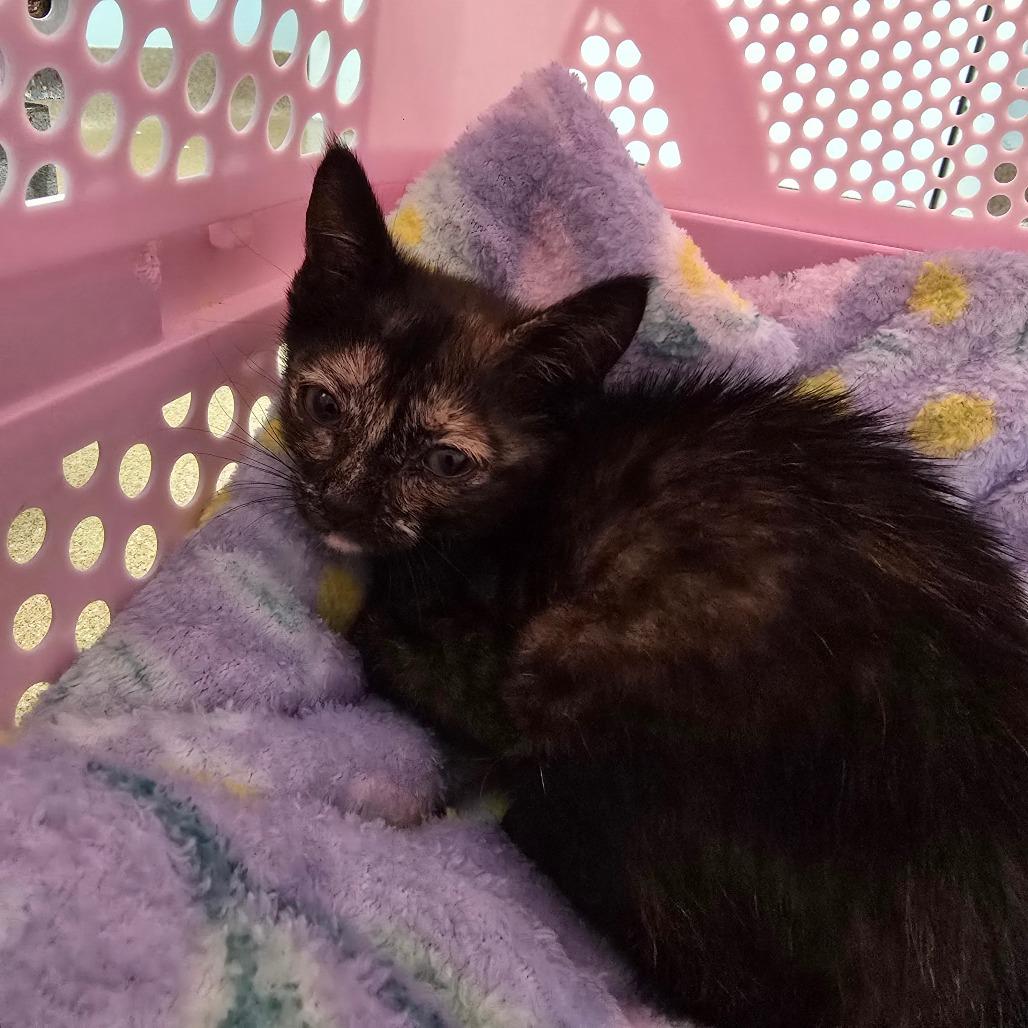 Enlarge Melon, a Adoptable Domestic Short Hair in Naples, FL image 2/2