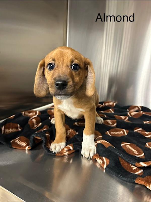 Almond, Adoptable, Puppy Female Hound.