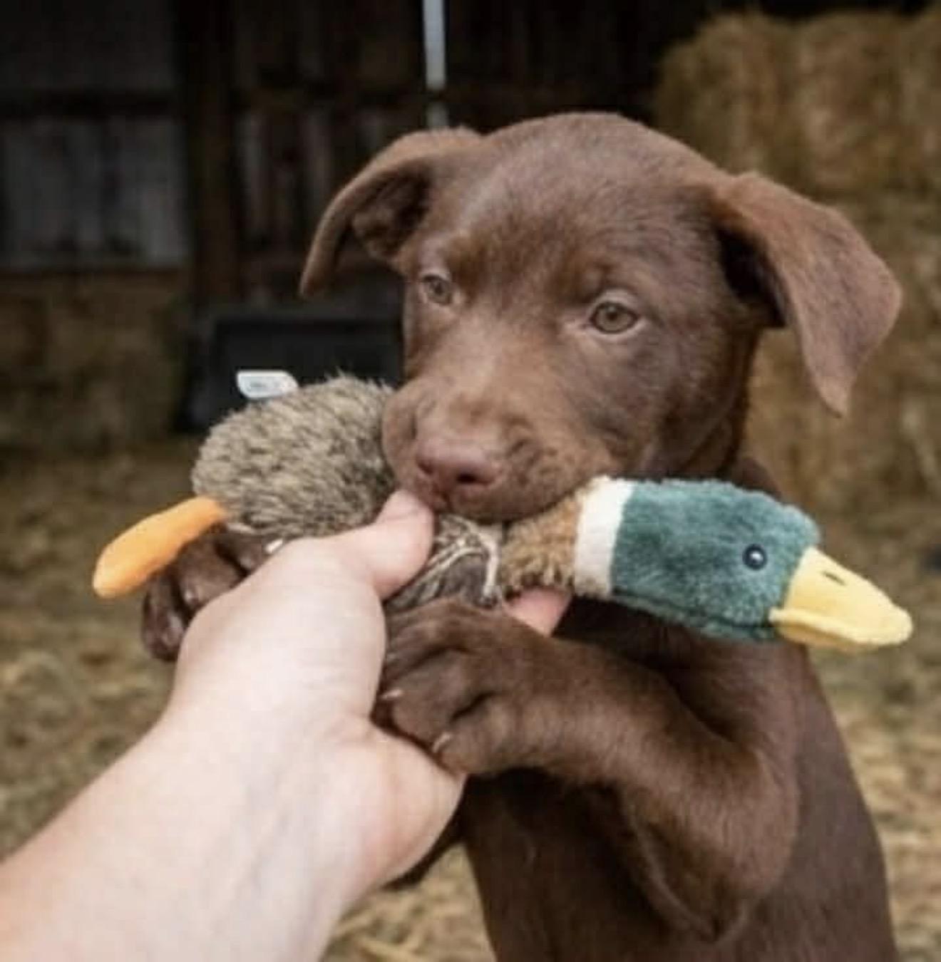 Enlarge Guinevere “Gwen”, an adopted mixed breed in East Dundee , IL image 2/5
