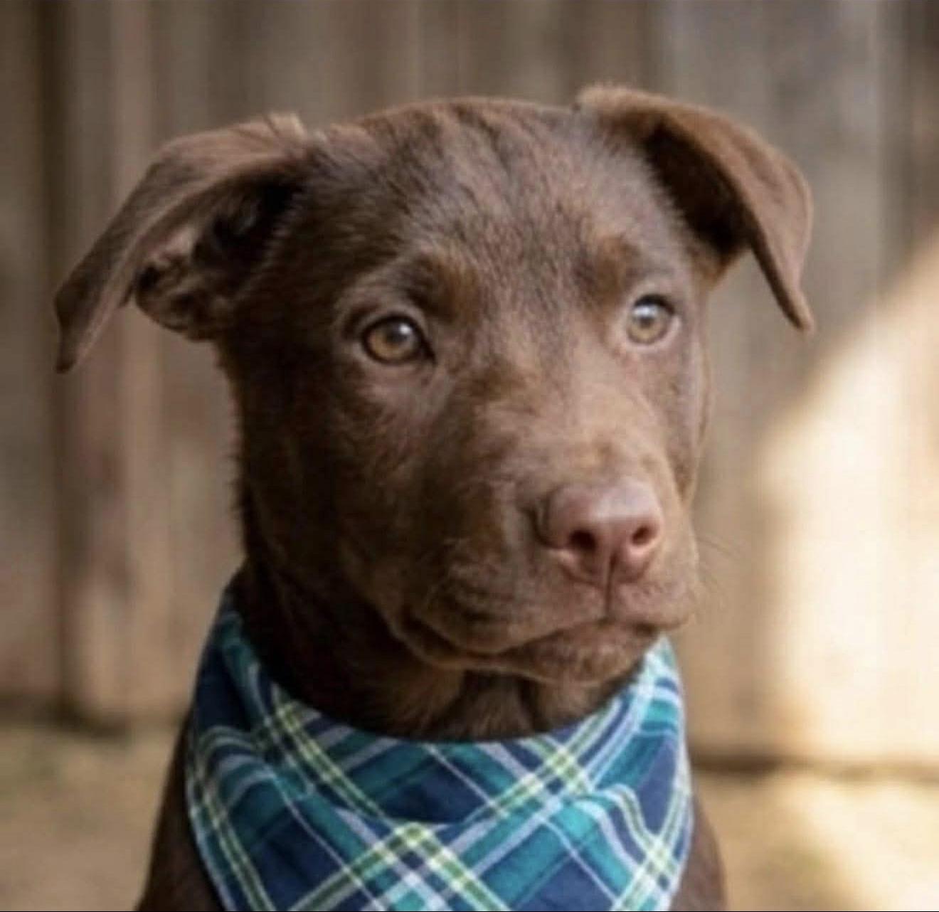 Enlarge Guinevere “Gwen”, an adopted mixed breed in East Dundee , IL image 5/5