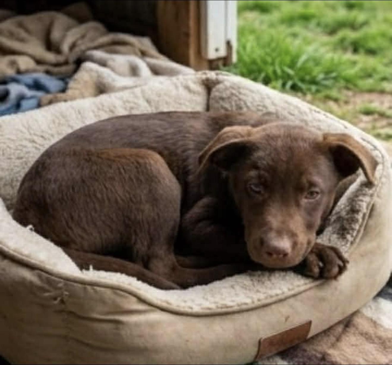 Enlarge Guinevere “Gwen”, an adopted mixed breed in East Dundee , IL image 3/5