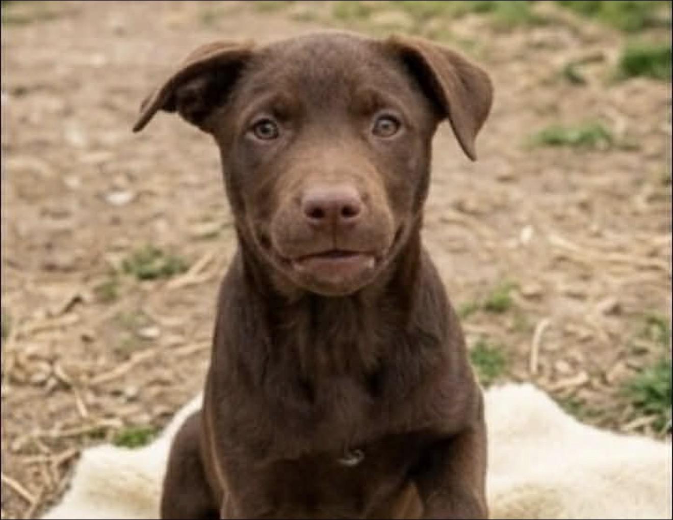 Enlarge Guinevere “Gwen”, an adopted mixed breed in East Dundee , IL image 4/5