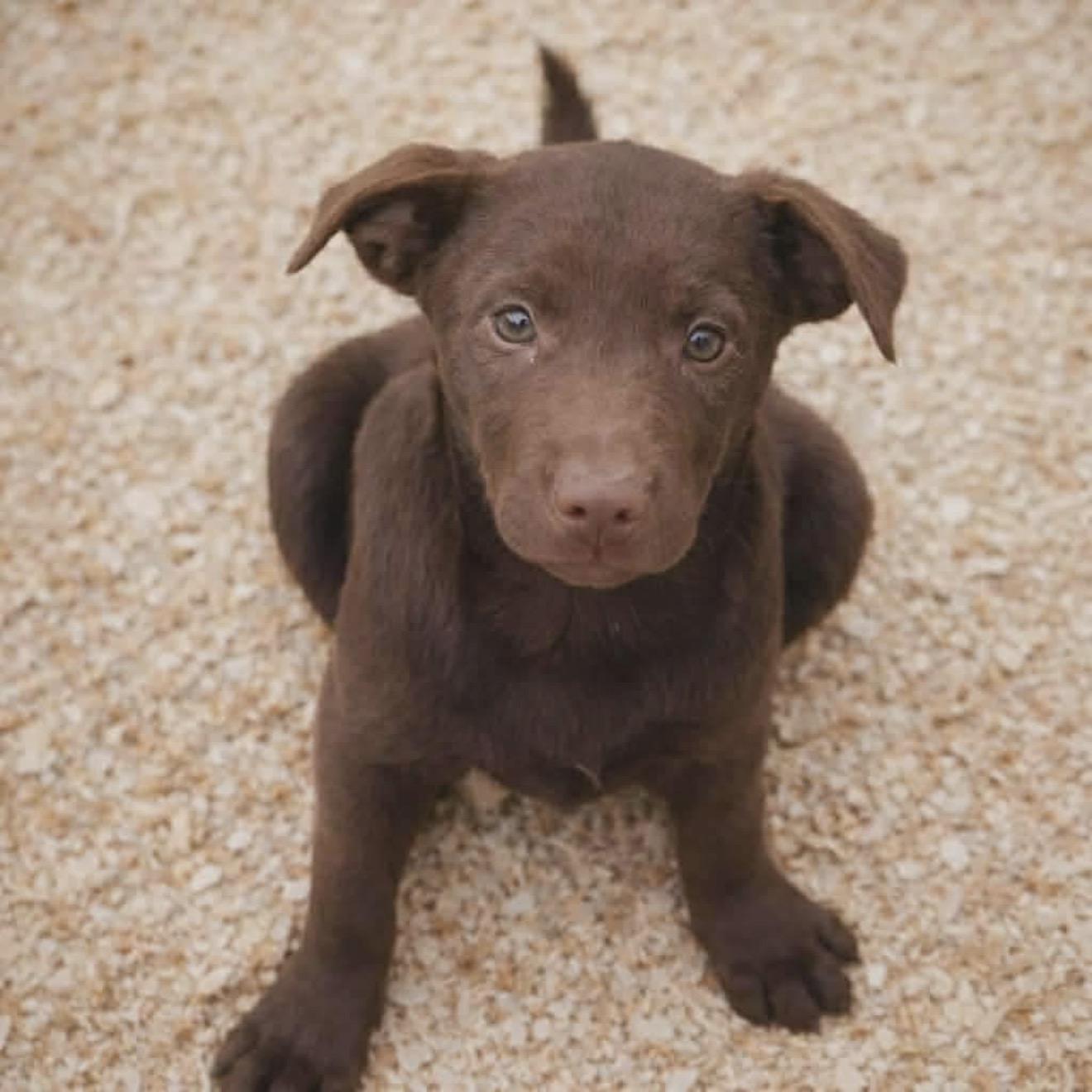Guinevere “Gwen”, adopted, Puppy Female Chocolate Labrador Retriever.