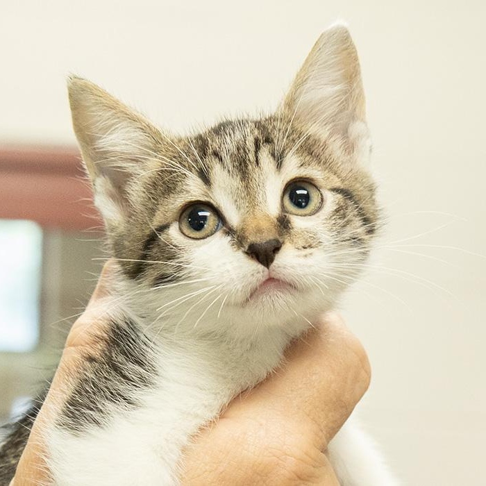Berry, adopted, Kitten Female Domestic Short Hair.