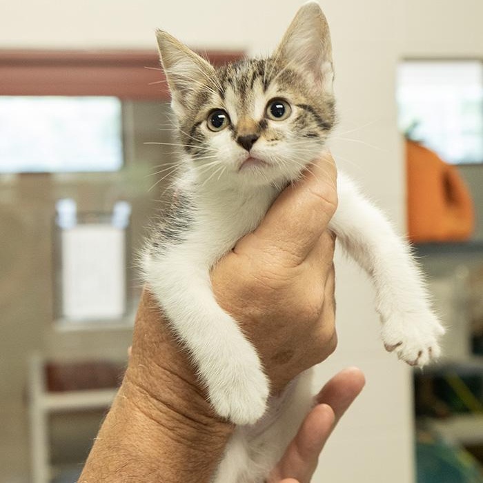 Berry, an adopted Domestic Short Hair in Slidell, LA image 2/2