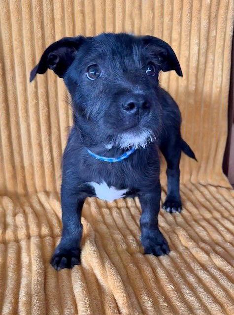 **ROBBIE**, Adopted, Puppy Male Schnauzer & Corgi.