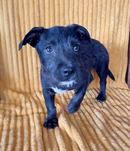 Enlarge **ROBBIE**, a Adopted mixed breed in North Prairie, WI image 2/3