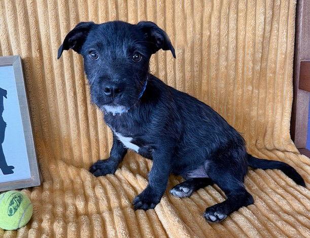 Enlarge **ROBBIE**, a Adopted mixed breed in North Prairie, WI image 3/3