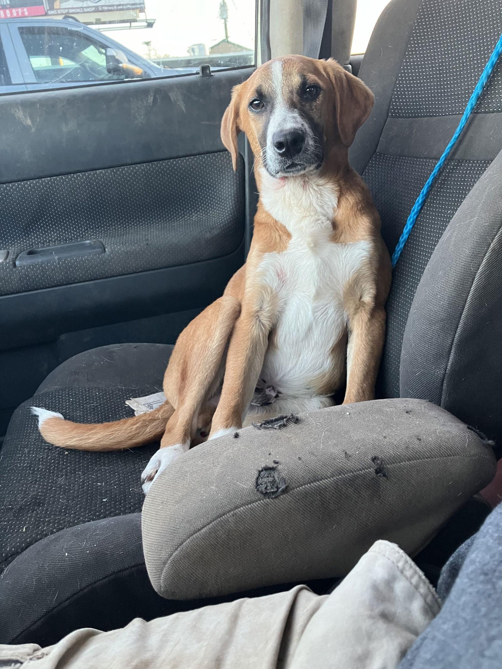 Enlarge Doc, a Adoptable mixed breed in Slidell, LA image 1/2