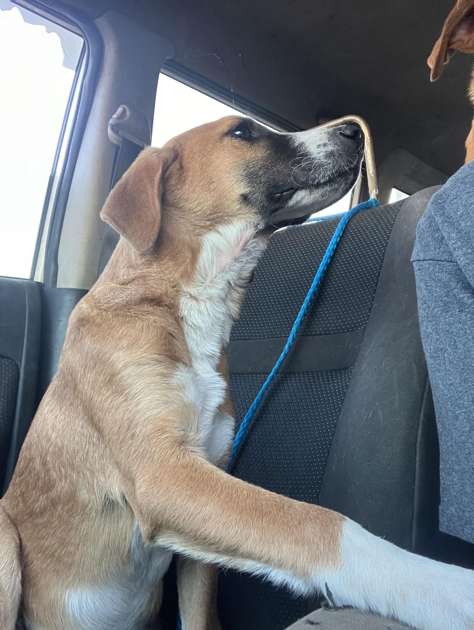 Enlarge Doc, a Adoptable mixed breed in Slidell, LA image 2/2