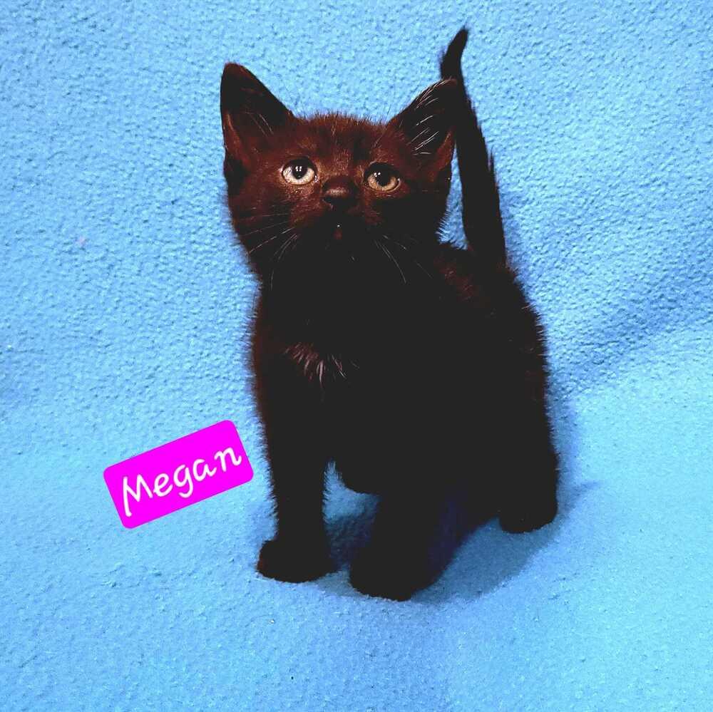 Sunshines Littles - Megan, a Adoptable mixed breed in Jessup, MD image 1/2