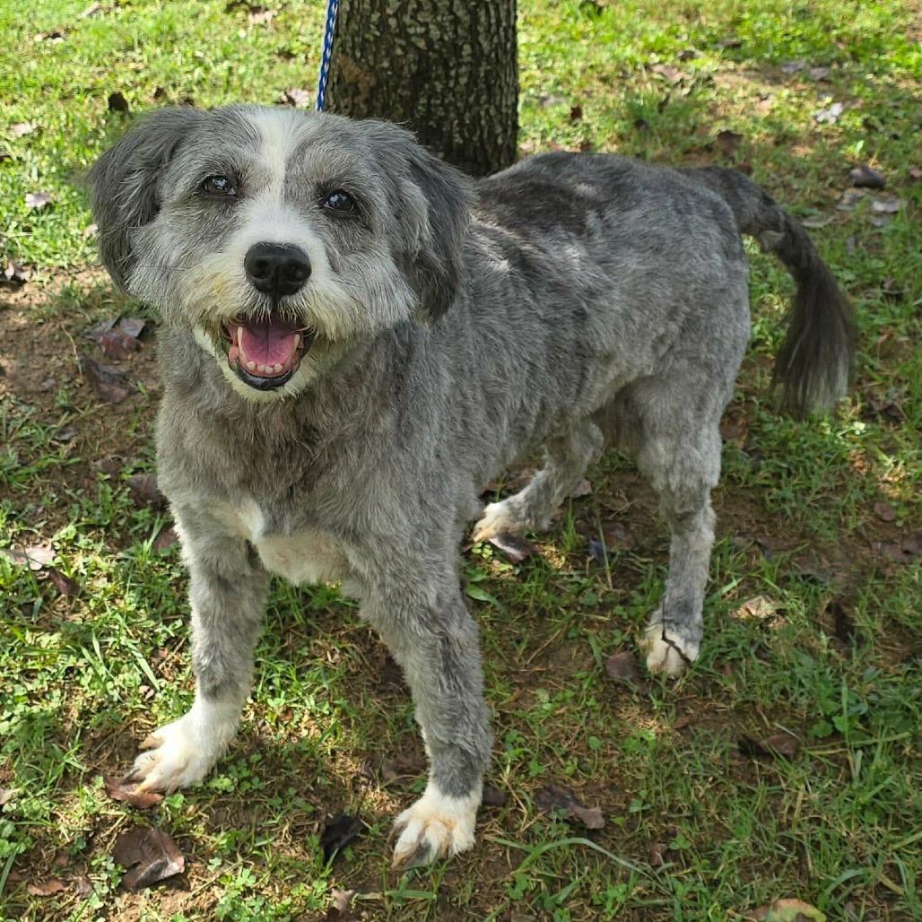 Enlarge FOSTER NEEDED - Fuschia, a Adoptable mixed breed in Staten Island, NY image 1/1
