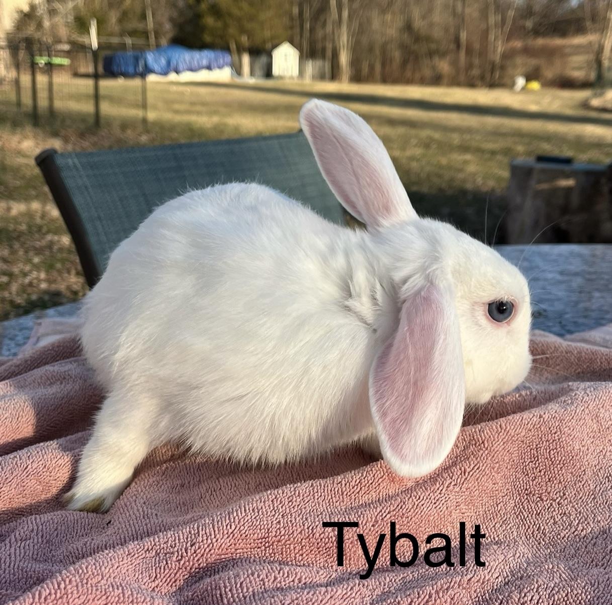 Tybalt, ADOPTABLE, Baby Male Mini Lop & American Sable.