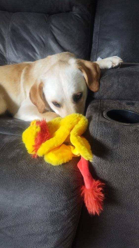 Allegra, Adoptable, Adult Female Labrador Retriever.