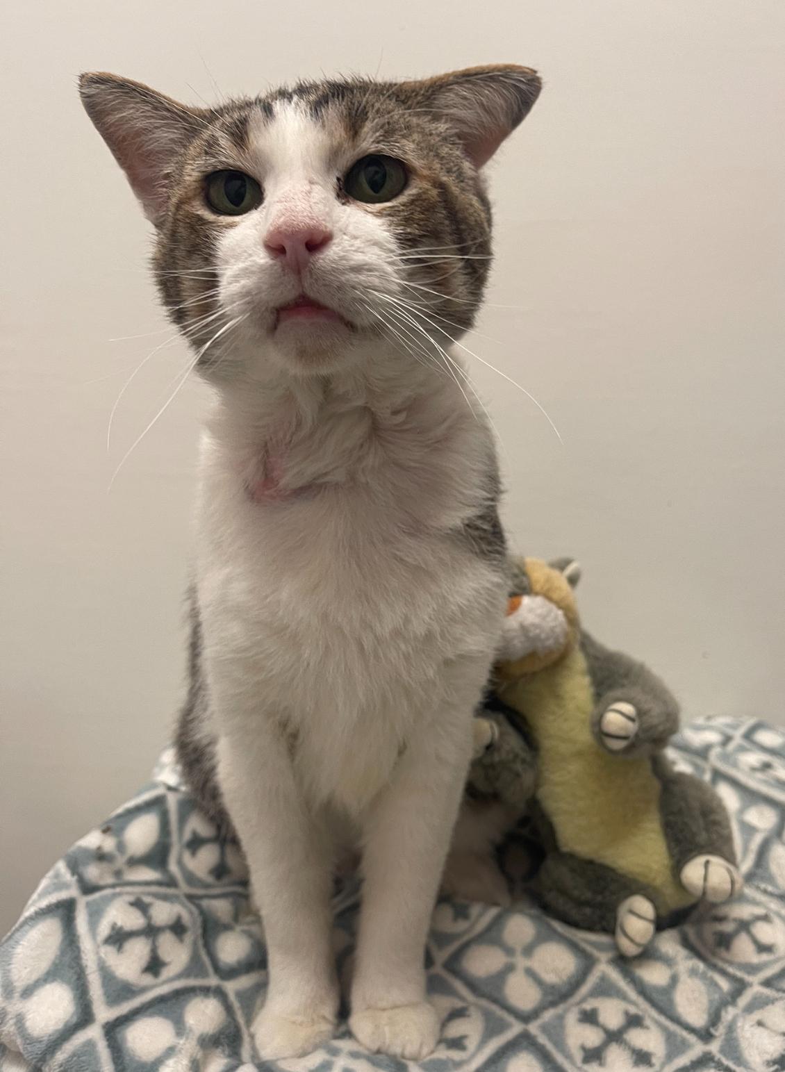 Kyle, a Adoptable Domestic Short Hair in Indiana, PA image 2/3