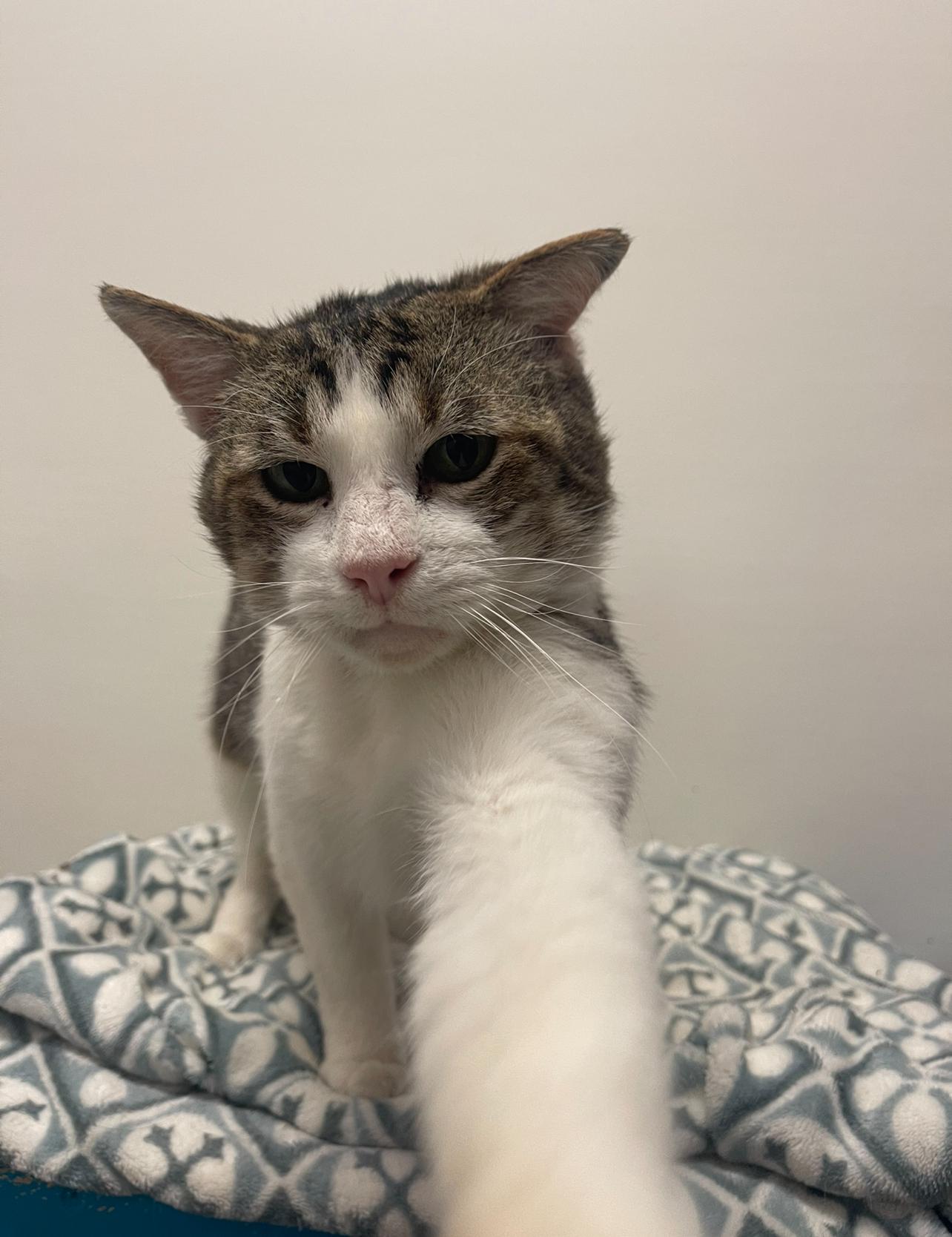 Kyle, a Adoptable Domestic Short Hair in Indiana, PA image 3/3