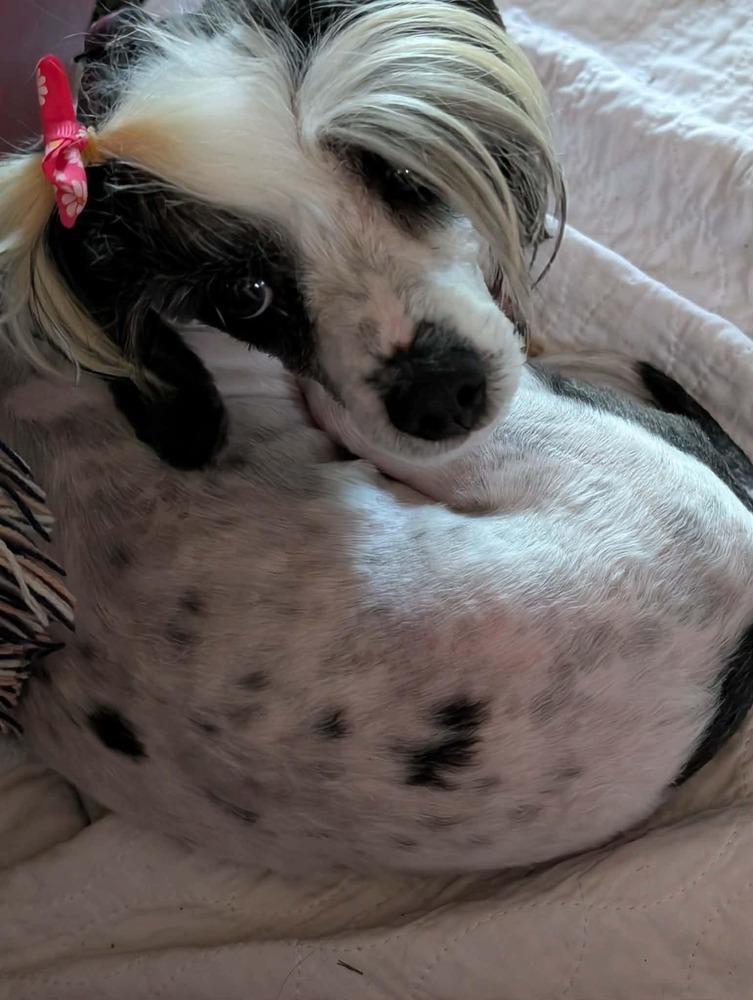 Addi, a Adoptable mixed breed in Amherst, NY image 2/5