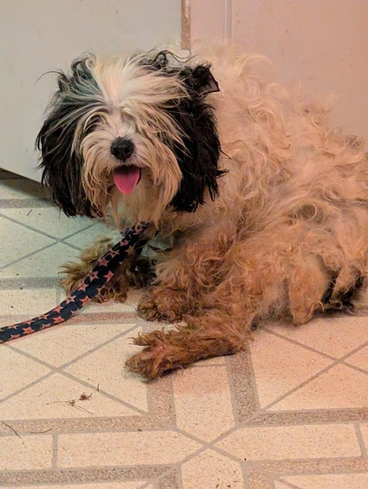 Addi, a Adoptable mixed breed in Amherst, NY image 4/5