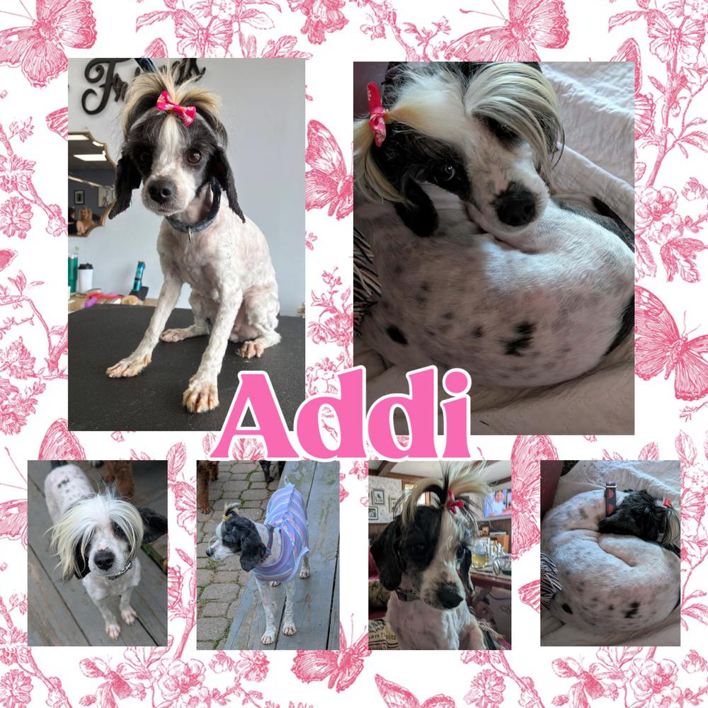 Addi, a Adoptable mixed breed in Amherst, NY image 5/5