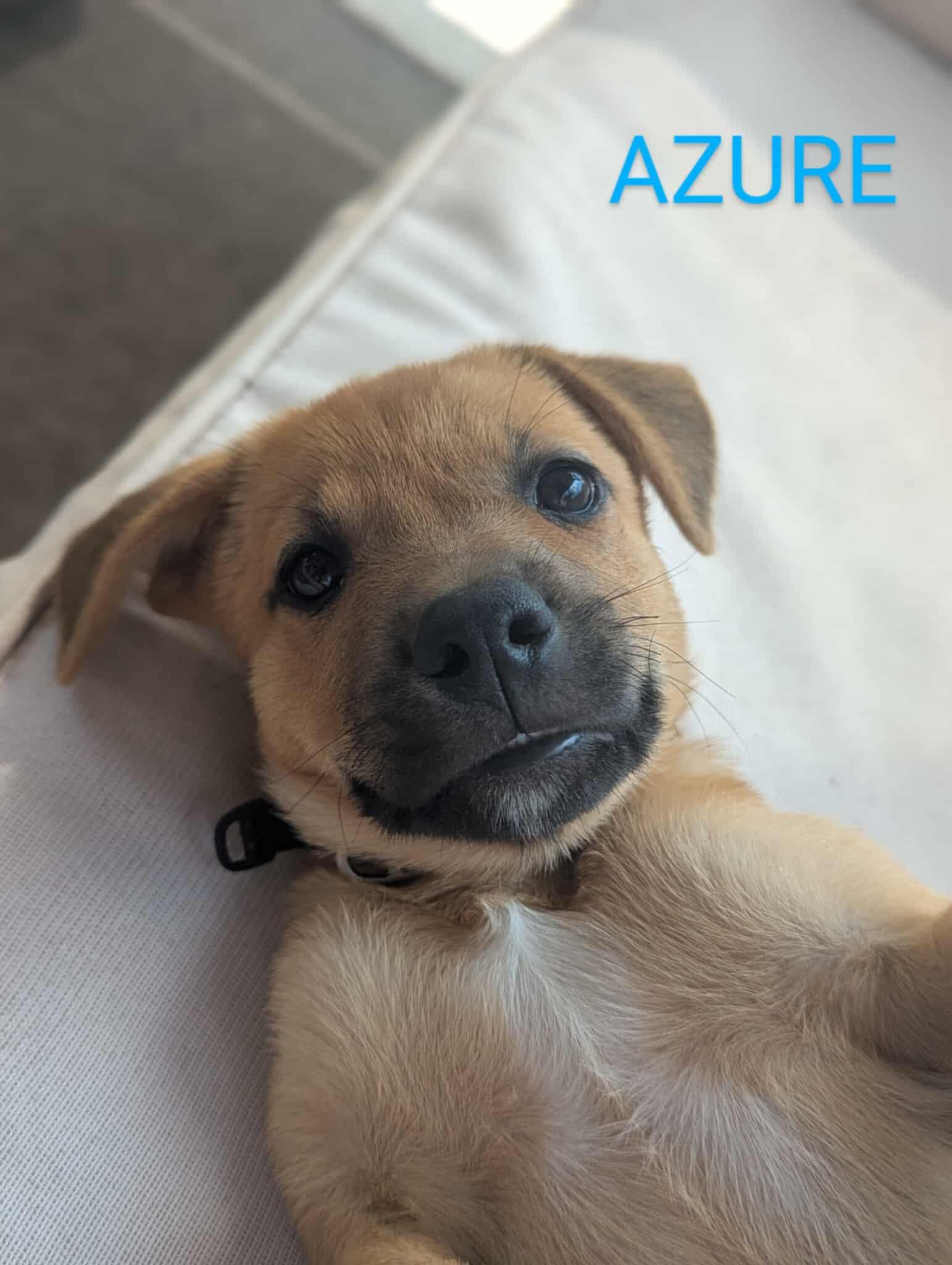 Azure (20250611-01), an adoptable Labrador Retriever in Peterborough, ON, K9H 3R9 | Photo Image 2