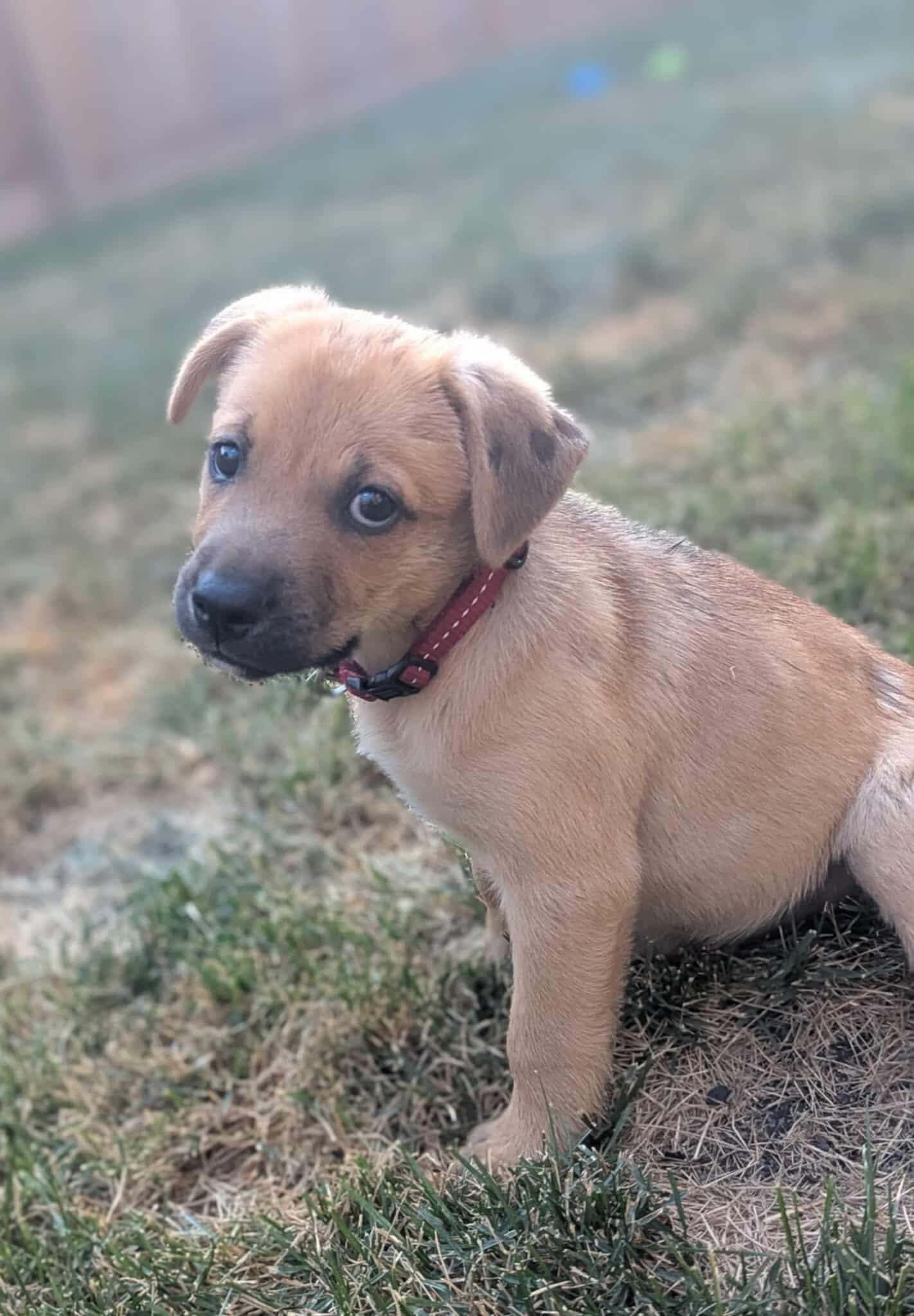 Azure (20250611-01), an adoptable Labrador Retriever in Peterborough, ON, K9H 3R9 | Photo Image 4