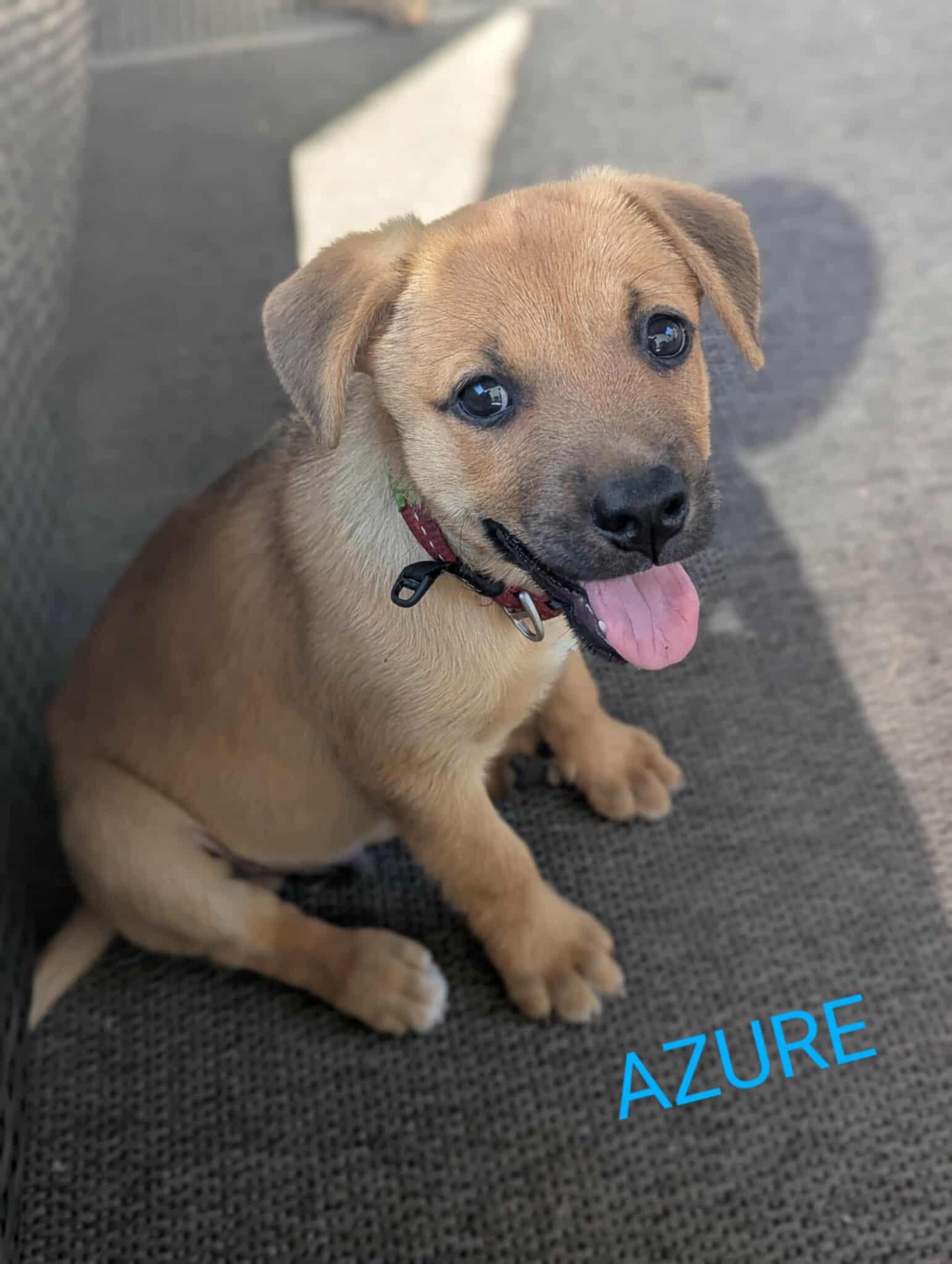 Azure (20250611-01), an adoptable Labrador Retriever in Peterborough, ON, K9H 3R9 | Photo Image 3
