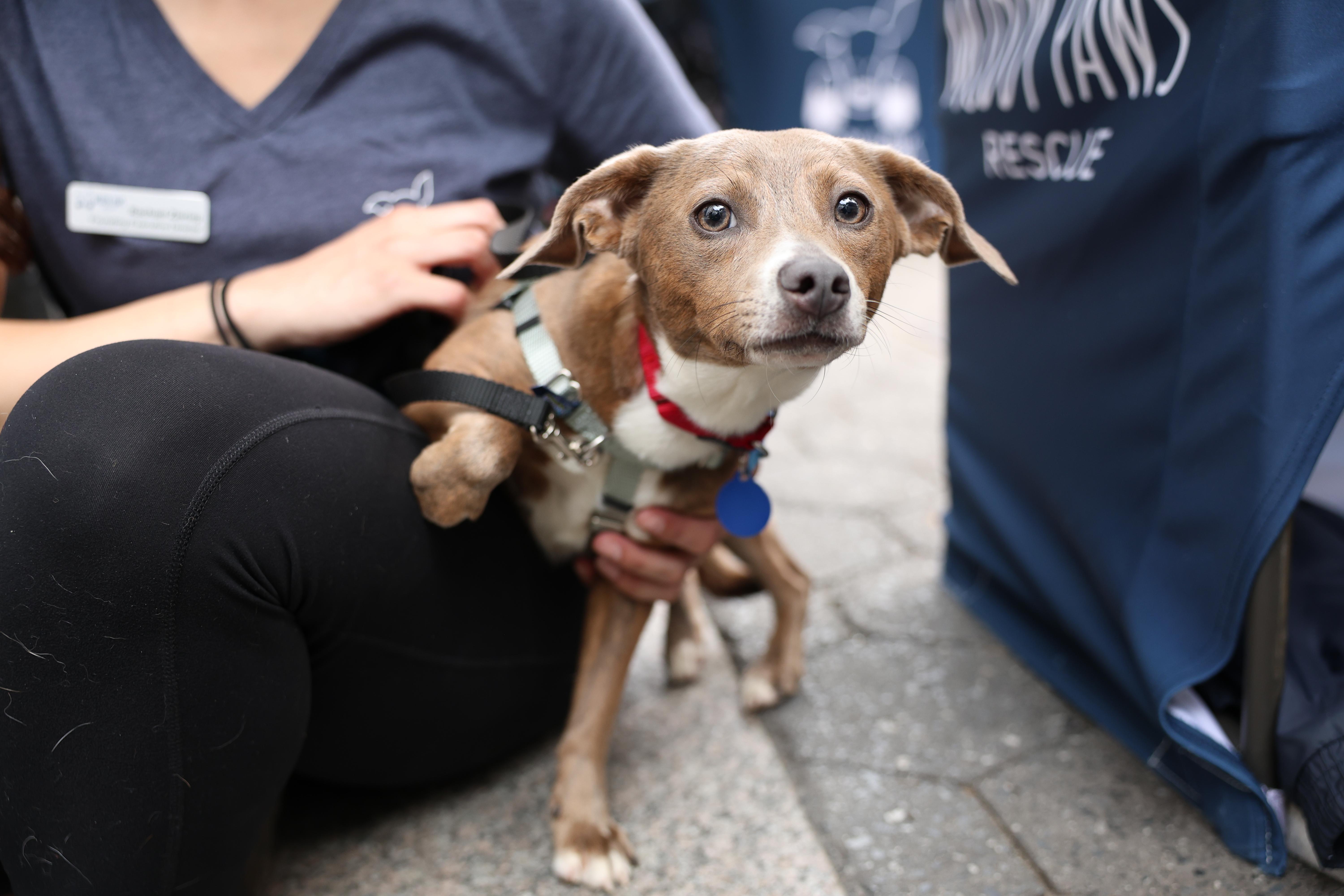 King Louis, Adult Male Mixed Breed