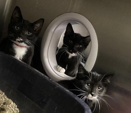 Void, Adoptable, Kitten Female Domestic Short Hair & Domestic Short Hair.