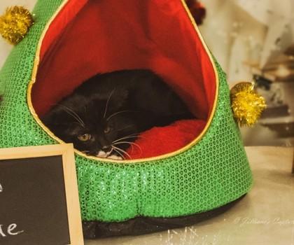 Enlarge Void, a Adoptable Domestic Short Hair in Hobart, IN image 2/3