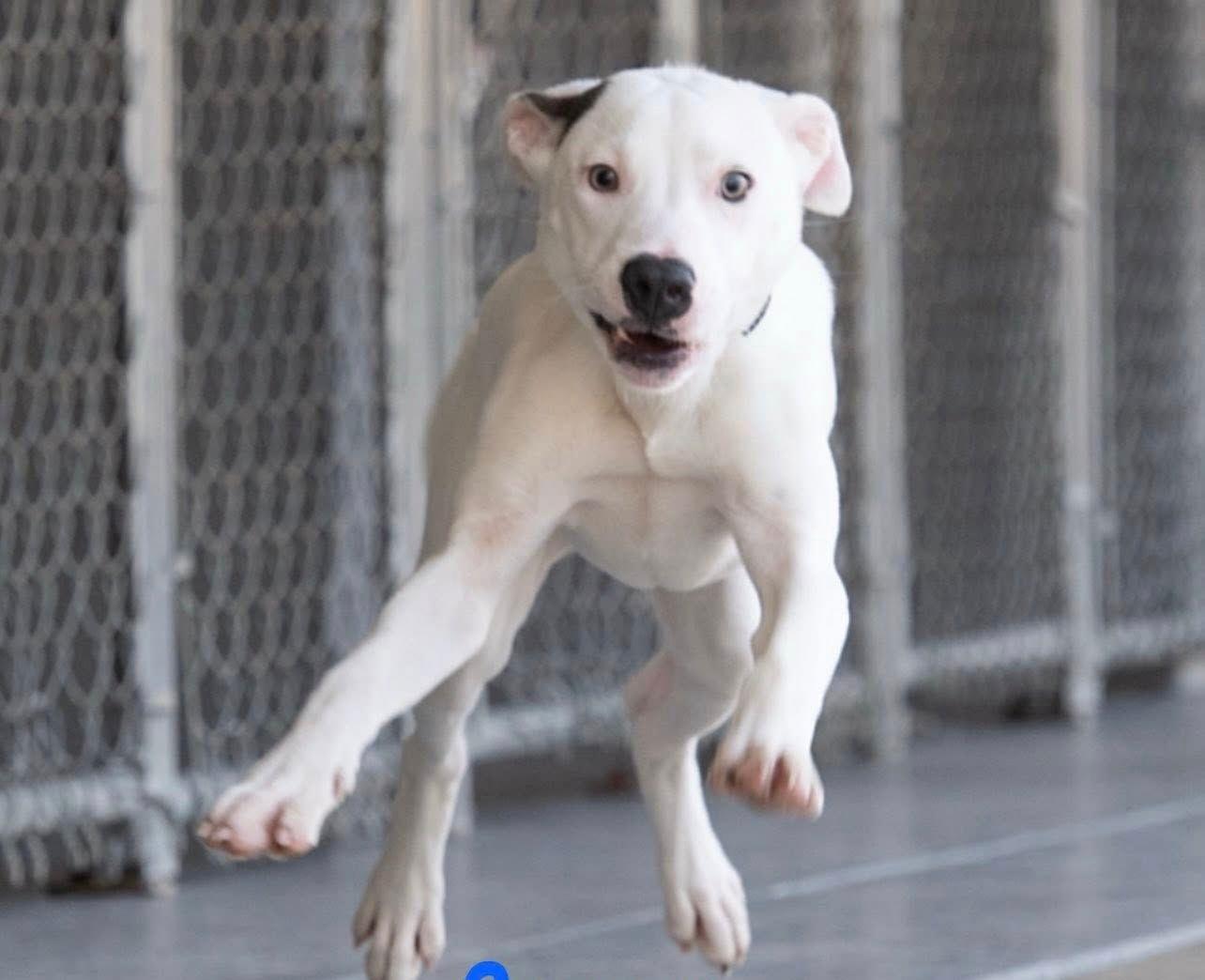 Crosby, Adoptable, Young Male Terrier.