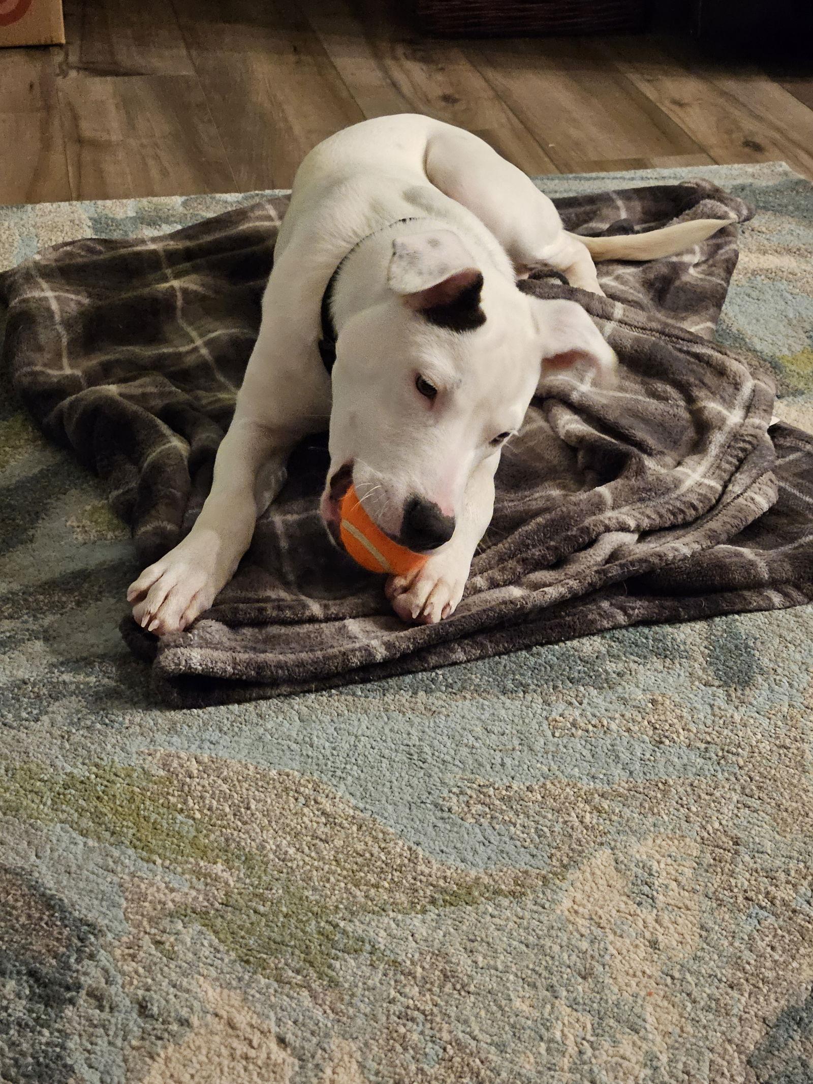 Crosby, a Adoptable Terrier in Minneapolis, MN image 2/3