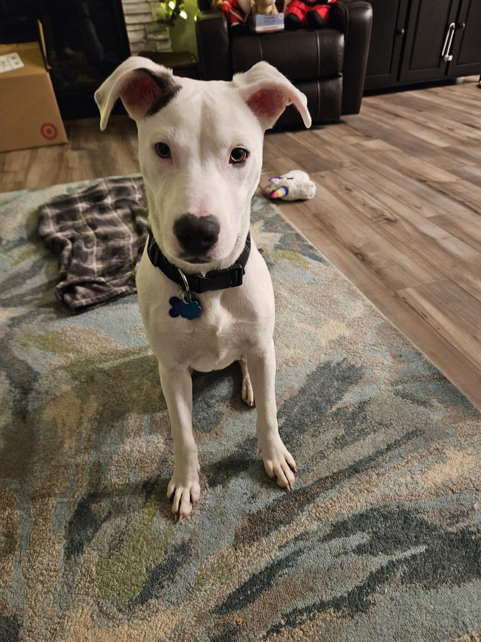 Crosby, a Adoptable Terrier in Minneapolis, MN image 3/3