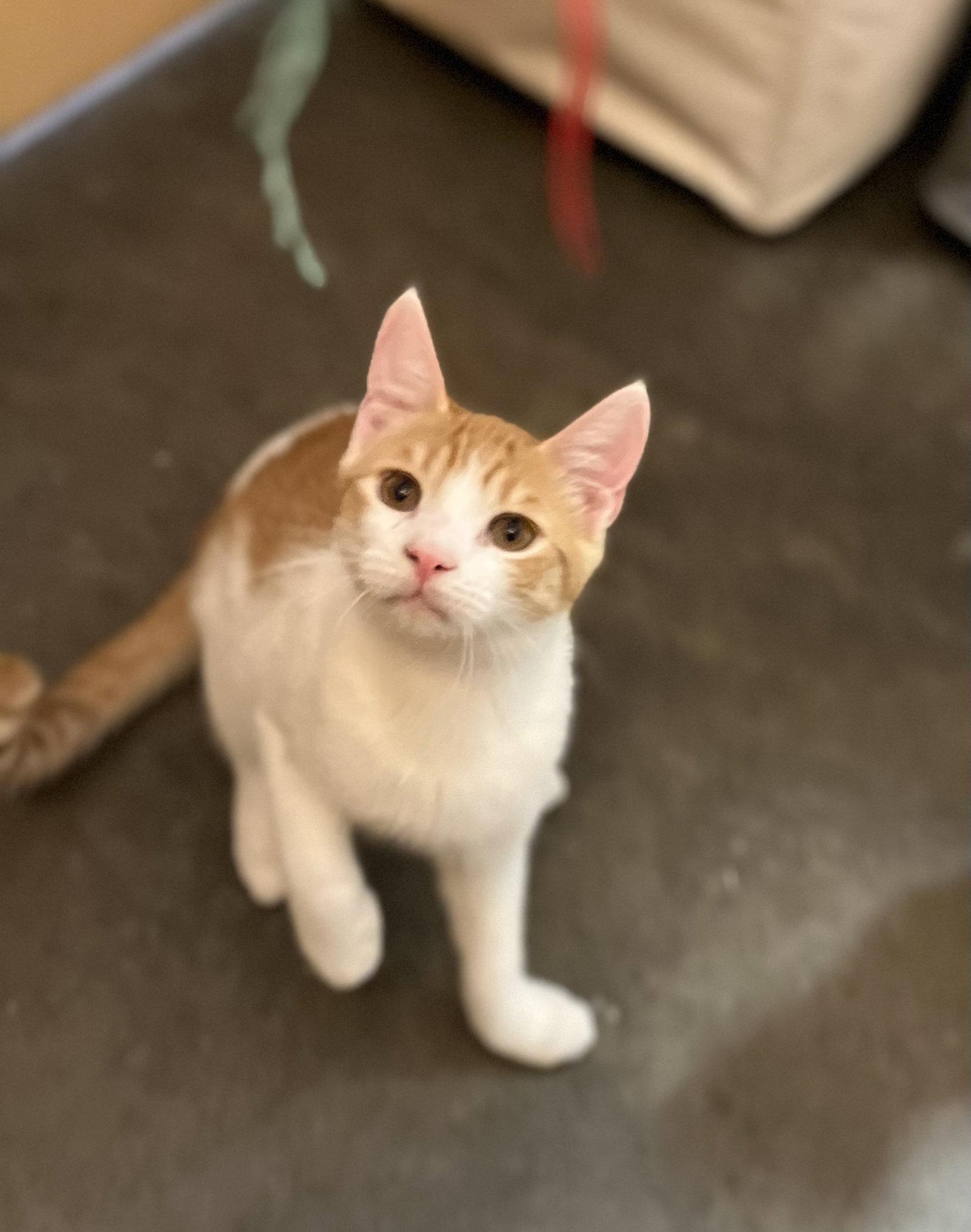 Enlarge Rusty, a Adoptable Domestic Short Hair in Scottsdale, AZ image 1/3